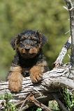 AIREDALE TERRIER 237